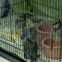 Wild Bird Rescue In Wichita Falls Needs Volunteers